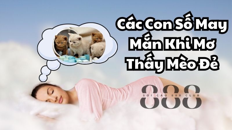 Các Con Số May Mắn Khi Mơ Thấy Mèo Đẻ