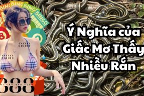 Giải mã giấc mơ thấy nhiều rắn mang đến dấu hiệu tốt hay xấu