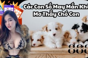 Giải mã giấc mơ thấy chó con mang đến những số may mắn nào