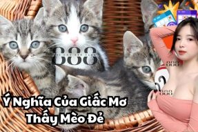 Cùng khám phá về giấc mơ thấy mèo đẻ mang đến điềm báo gì?