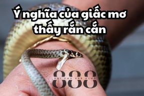 Mơ thấy rắn cắn là dấu hiệu gì cho tương lai? Đánh con gì?