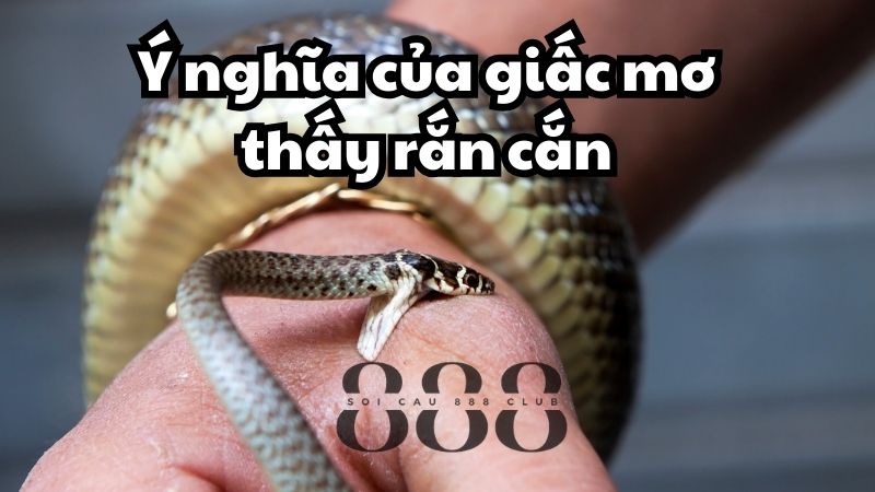 Ý nghĩa của giấc mơ thấy rắn cắn