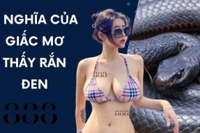 Khi bạn mơ thấy rắn đen liệu sẽ mang đến điềm báo tốt hay xấu