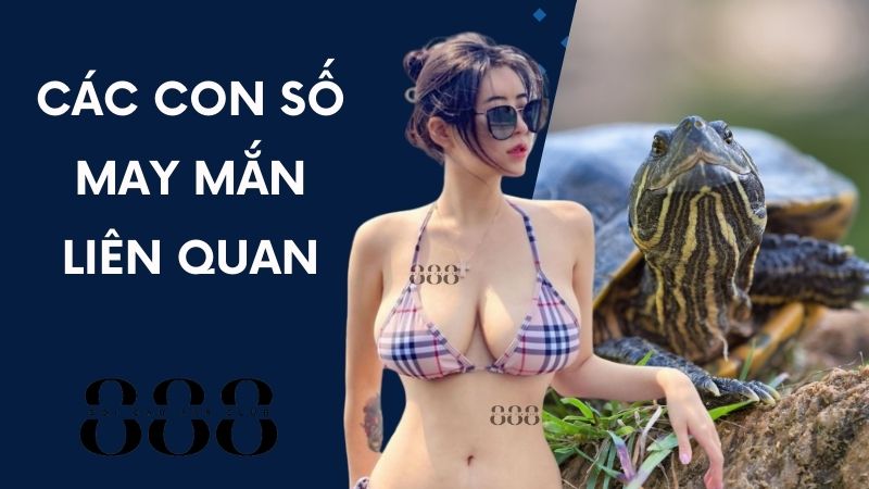 Các Con Số May Mắn Liên Quan Đến Con Rùa