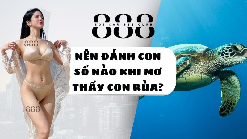 Nên Đánh Con Số Nào Khi Mơ Thấy Con Rùa?