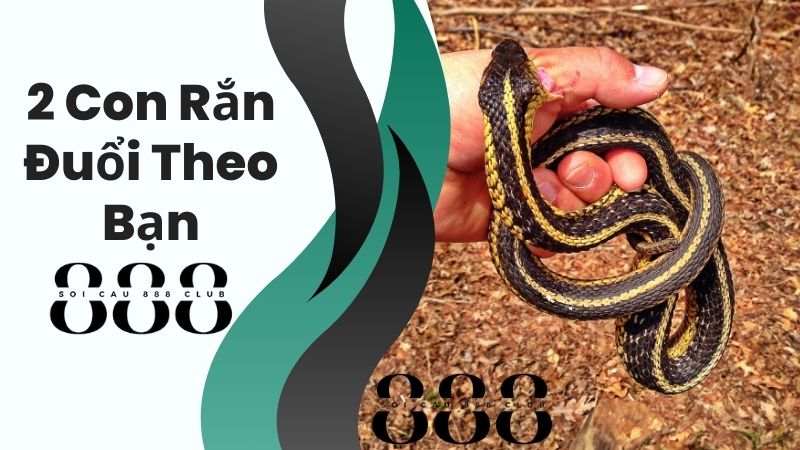 2 Con Rắn Đuổi Theo Bạn