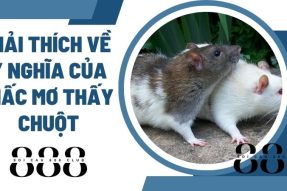 Khám phá giấc mơ thấy chuột mang đến điềm báo gì? Đánh số gì?