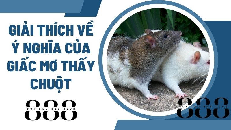 Giải thích về ý nghĩa của giấc mơ thấy chuột