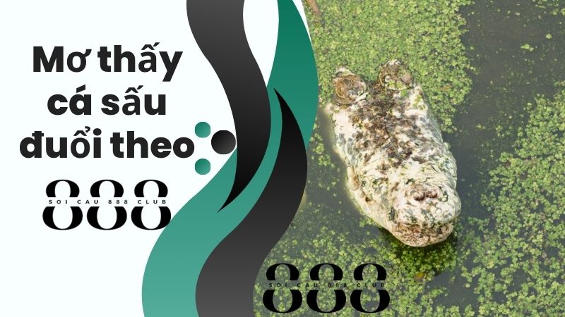 Mơ thấy cá sấu đuổi theo (24, 42)