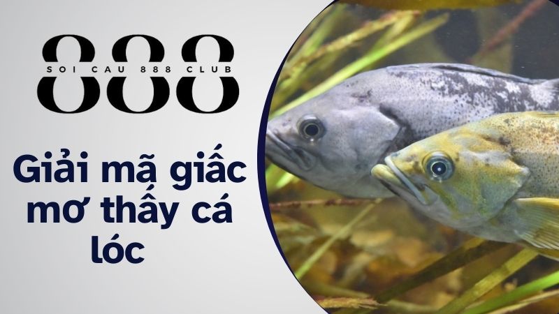 Giải mã giấc mơ thấy cá lóc  