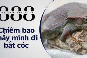 Con cóc số mấy? Khám phá giấc mơ thấy cóc nên đánh con gì?