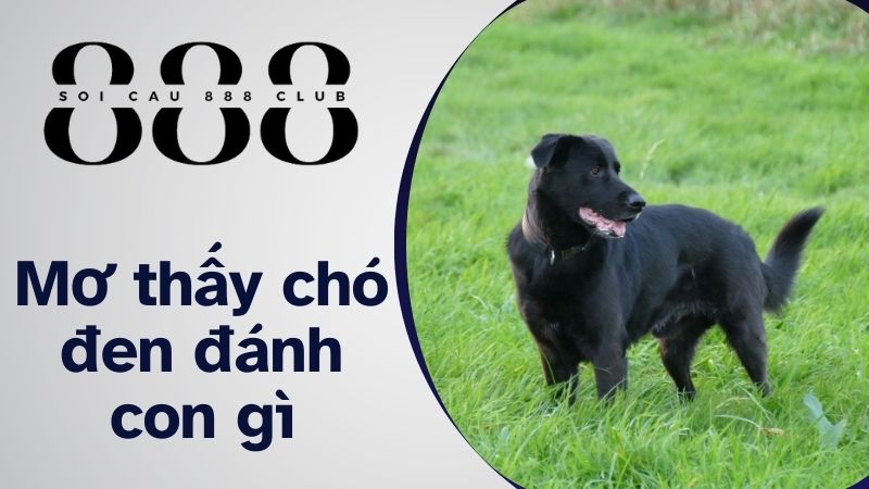 Mơ thấy chó đen đánh con gì, số mấy?