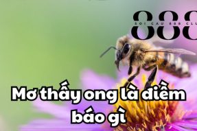 Con ong số mấy? Giải mã giấc mơ thấy ong nên đánh con gì?