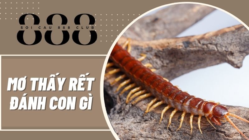 Mơ thấy rết đánh con gì may mắn nhất