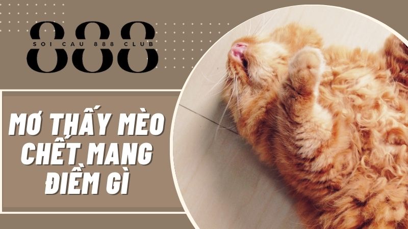 Giải mã giấc mơ thấy mèo chết mang điềm báo gì?