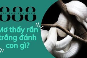 Cùng khám phá giấc mơ thấy rắn trắng mang đến điềm báo gì?