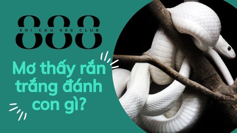 Nằm mơ thấy rắn trắng đánh con gì?