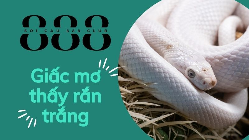 Tổng quan về giấc mơ thấy rắn trắng