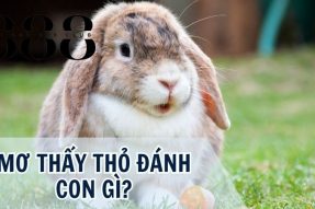 Khám phá giấc mơ thấy thỏ liệu sẽ mang đến điềm báo gì?