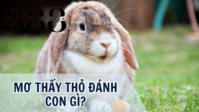 Nằm mơ thấy thỏ đánh con gì là chuẩn nhất?