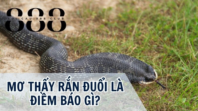 Nằm Mơ Thấy Rắn Đuổi Cho Điềm Báo Xấu Hay Tốt?