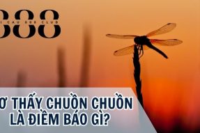 Giải mã con chuồn chuồn số mấy – Giấc mơ mang đến điềm gì