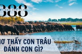 Con trâu số mấy? Mơ thấy trâu mang đến điềm báo tốt hay xấu?