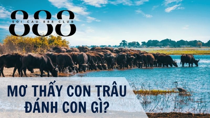 Con trâu số mấy? Mơ thấy con trâu đánh con gì?