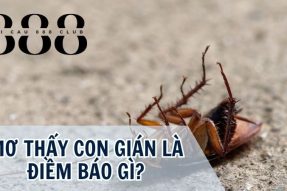 Mơ thấy con gián số mấy, đánh con gì để mang lại may mắn?