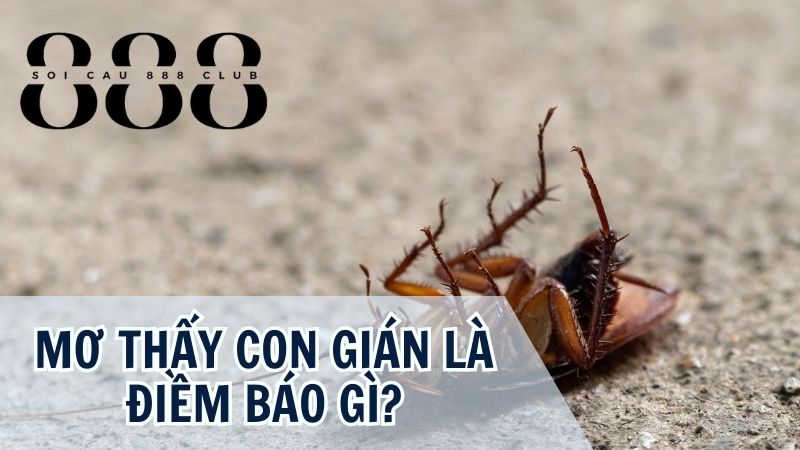 Con gián số mấy? Nằm mơ thấy con gián có ý nghĩa hên hay xui?