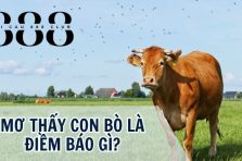 Giải mã giấc mơ thấy con bò liệu sẽ mang đến điềm báo gì