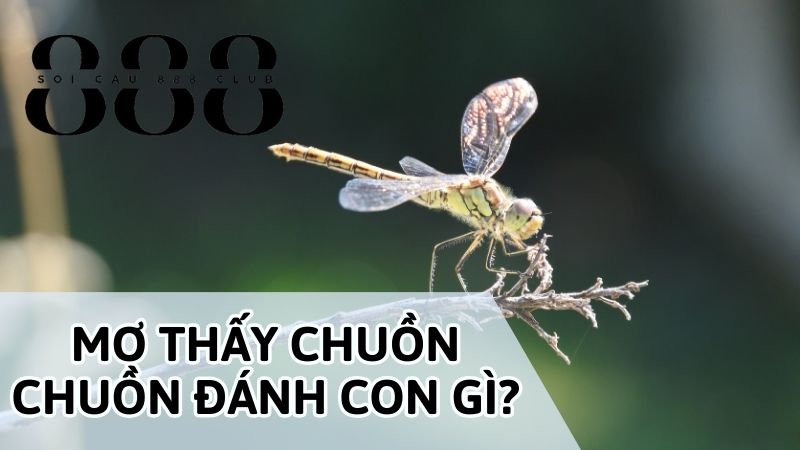 Khi mơ thấy con chuồn chuồn số mấy là chính xác nhất