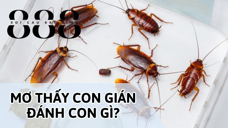 Mơ thấy con gián số mấy, đánh con gì để mang lại may mắn?